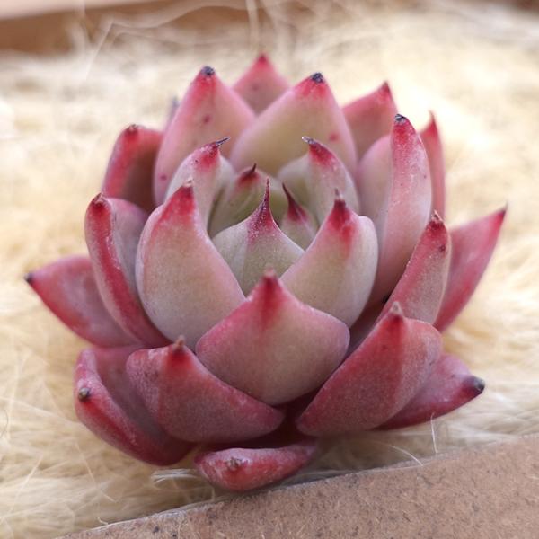 latestplants2019_l240312031