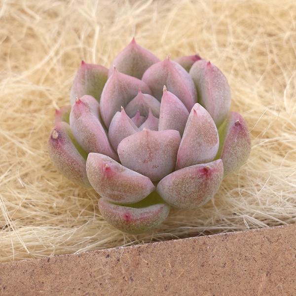アンジェラ(白粉)◎多肉植物 カット苗 韓国苗 エケベリア等 多肉植物 エケベリア ホワイトサンド 白い砂 韓国苗 抜き苗