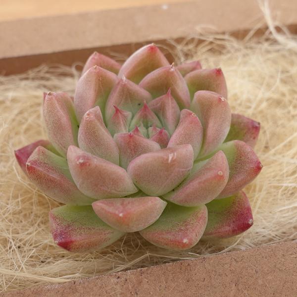 latestplants2019_l240312045