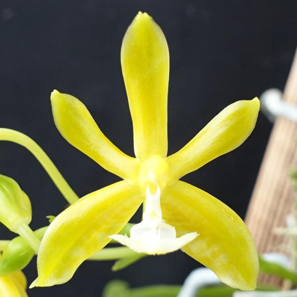 ■特徴Phal.mannii var.alba 属名：ファレノプシス属  ■置き場所直射日光は避け、レースのカーテン越しに日が当たる場所で管理してください。 夏場は50％〜70％の遮光をしてください。 最低気温は15℃。 ■水やり水は表面が...