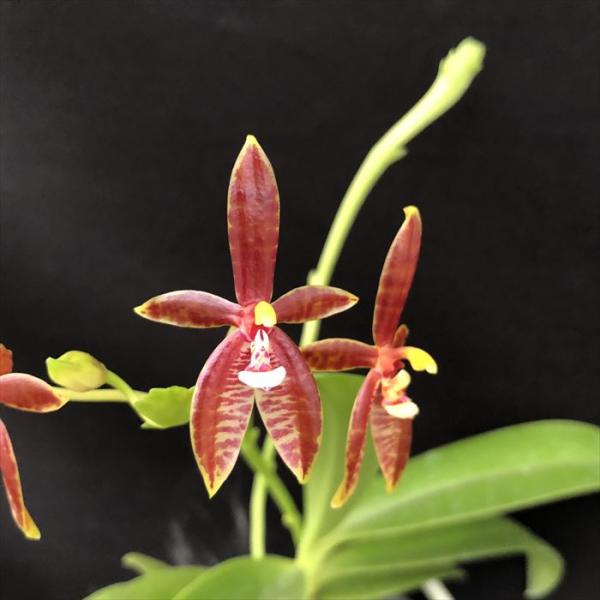 ■特徴Phal.Cornu-Cervi 属名：ファレノプシス属  ■置き場所直射日光は避け、レースのカーテン越しに日が当たる場所で管理してください。 夏場は50％〜70％の遮光をしてください。 最低気温は15℃。 ■水やり水は表面がしっかり...