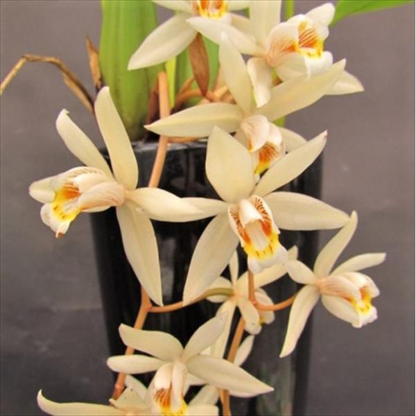 ■特徴Coel.flaccida ’Lucky Boy’ラン科・セロジネ属の多年草。東南アジアに広く分布し、樹上や岩などに着生するランです。海岸線から標高の高い場所等、広い地域に分布します。初心者にもおすすめの強健種。開花期：冬咲き■置き場...