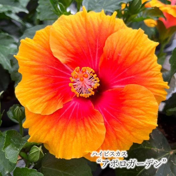 latestplants2019_l240709009