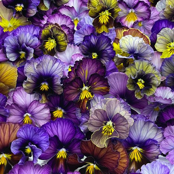 予約販売】 ビオラ 歌劇☆スター 雪月花 9cmポット 花苗 ガーデニング