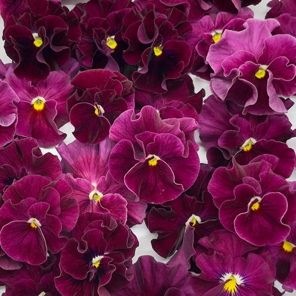 latestplants2019_l240715004