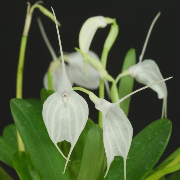 ■特徴Masdevallia tovarensis  南アメリカのアンデス山脈北端の、ベネズエラ・トバーを原産地とする白い小型の花。 純白の花をまとめて咲かせる姿が非常に美しい品種。■置き場所日当たりと風通しの良い場所で管理してください。夏...