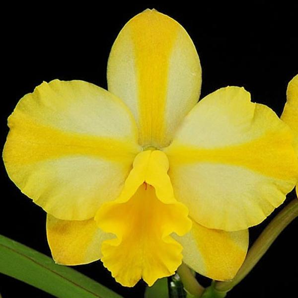 ■特徴Rth.Candy House‘Happiness’  ＜花弁の黄色が眩しい＞ セパル、ぺタルに鮮やかな黄色の筋が入る、新しいタイプのミニカトレア。 こちらは手の平サイズのミニカトレアです。 セパル、ぺタルは、淡く黄色を彩り、各花弁先...