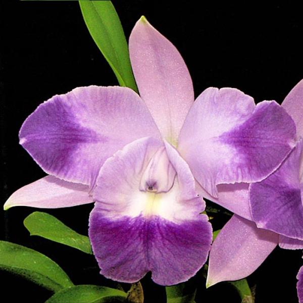 ■特徴C.Mini Berlin‘Purple Queen’  ＜人気のブルー花＞ ブルーの人気種C.Cariad's Mini-Quineeの子供。 新芽の中にツボミを持ち、新芽が成長するにつれツボミも大きくなり、花茎を伸ばし開花します。...