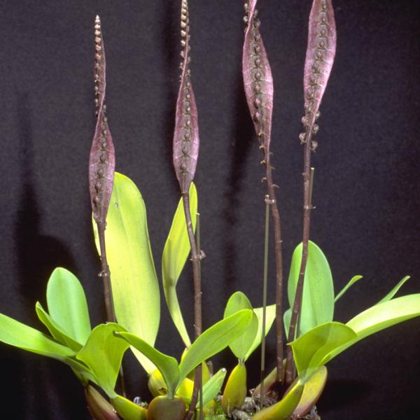 ■特徴Bulb.purpureorhachis  ラン科マメヅタラン属 中央アフリカから西アフリカにかけて原産のランの仲間。コブラオーキッドの愛称を持っています。花茎が特徴的で、褐色で扁平な形をしており、ゆるやかにねじれている。その扁平な花...