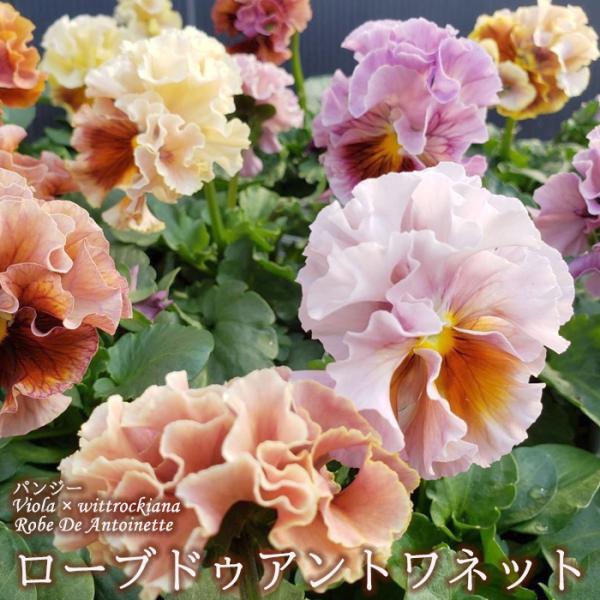 【花苗】101 サトウ園芸　ローブ・ドゥ・アントワネット latestplants2019_l240905002