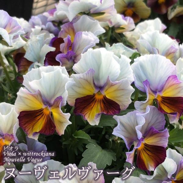 【花苗】サトウ園芸　ヌーヴェルヴァーグ　Nouvelle Vague N 6 latestplants2019_l240905003