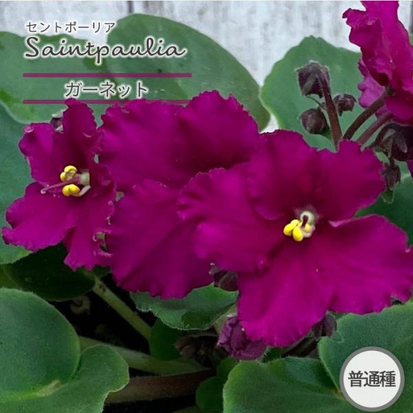 ■特徴お部屋で育てやすいお花「セントポーリア」カーテン越しの光で育てるのが一般的ですが、蛍光灯の光でも育てられるので室内のインテリアグリーンに最適です。セントポーリアのプロから直接仕入れをしてお届けいたします!!■管理方法◆直射日光の当たら...