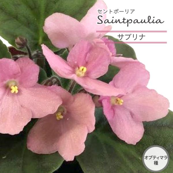 ■特徴お部屋で育てやすいお花「セントポーリア」カーテン越しの光で育てるのが一般的ですが、蛍光灯の光でも育てられるので室内のインテリアグリーンに最適です。セントポーリアのプロから直接仕入れをしてお届けいたします!!■管理方法◆直射日光の当たら...