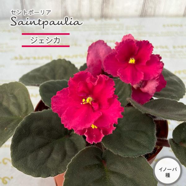 ■特徴お部屋で育てやすいお花「セントポーリア」カーテン越しの光で育てるのが一般的ですが、蛍光灯の光でも育てられるので室内のインテリアグリーンに最適です。セントポーリアのプロから直接仕入れをしてお届けいたします!!■管理方法◆直射日光の当たら...