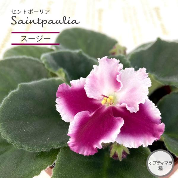 ■特徴お部屋で育てやすいお花「セントポーリア」カーテン越しの光で育てるのが一般的ですが、蛍光灯の光でも育てられるので室内のインテリアグリーンに最適です。セントポーリアのプロから直接仕入れをしてお届けいたします!!■管理方法◆直射日光の当たら...