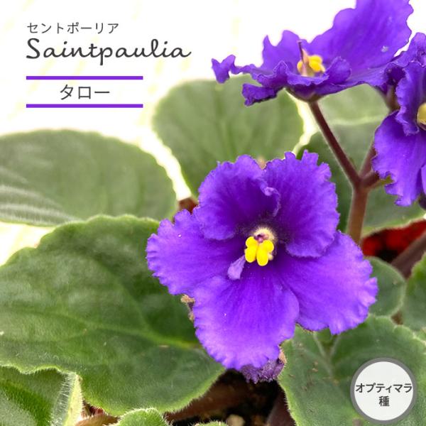 ■特徴お部屋で育てやすいお花「セントポーリア」カーテン越しの光で育てるのが一般的ですが、蛍光灯の光でも育てられるので室内のインテリアグリーンに最適です。セントポーリアのプロから直接仕入れをしてお届けいたします!!■管理方法◆直射日光の当たら...