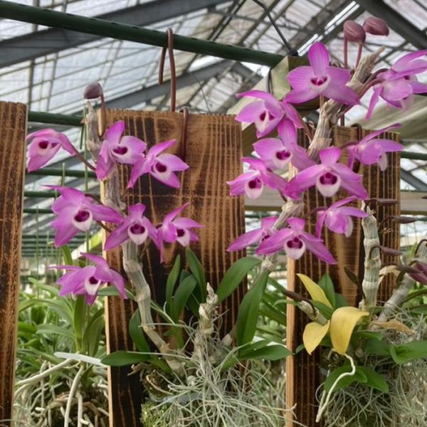 ■置き場所強い日差しを好まないので年間を通して日よけをしながら風通しを良くして管理してください。最低温度5℃■水やり植え込み材料が乾いてきたらたっぷり与えてください。■肥料薄めの液体肥料を施します。■サイズ・その他6cmポット※個体差がござ...