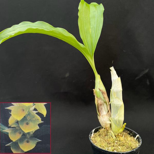 開花サイズ タケノコ蘭Clo.Wyche's Bumble Beeカタセタム 開花サイズ タケノコ蘭Clo.Wyche's Bumble Beeカタセタム 2025年最新