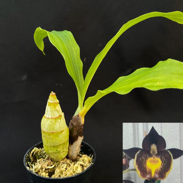 latestplants2019_l241112003 latestplants2019_l241112003