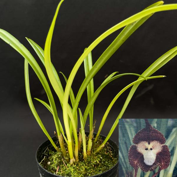 洋ラン 【開花見込株】 送料無料 ドラクラ シミア ブラック 2.5号鉢