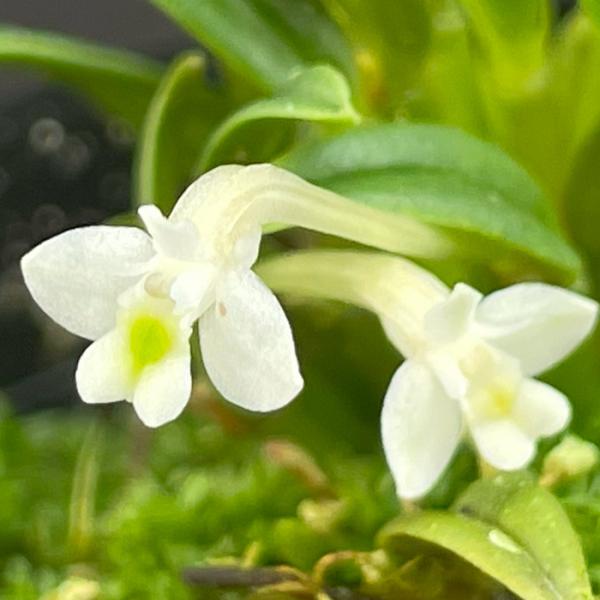 ■特徴Den.funifolmis デンドロビウム フニフォルミス  属名：デンドロビウム属  『国内増殖株』で原種の希少珍品種。 ■置き場所夏場は、直射日光を避けて涼しい場所で管理をしてください。 冬場は15℃くらいに保ちます。 ※最低気...