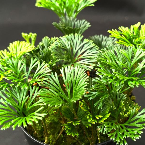 ■特徴Elaphoglossum. peltatum エラフォグロッサム ペルタツム  『国内増殖株』で原種の希少珍品種。 ■置き場所夏場は、直射日光を避けて涼しい場所で管理をしてください。 冬場は15℃くらいに保ちます。 ※最低気温が10...