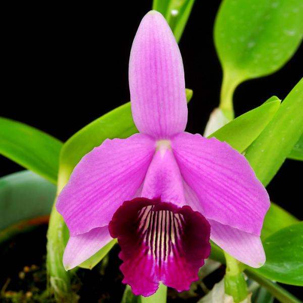 ■特徴Cattleya (C.) Dayana （=bicalhoi）  別名：カトレア ビカルホイ  開花期：夏咲き ■置き場所年間を通して、日当たりの良い場所で管理してください。春と秋は30％程度、夏場は50％〜60％の遮光をしてくださ...