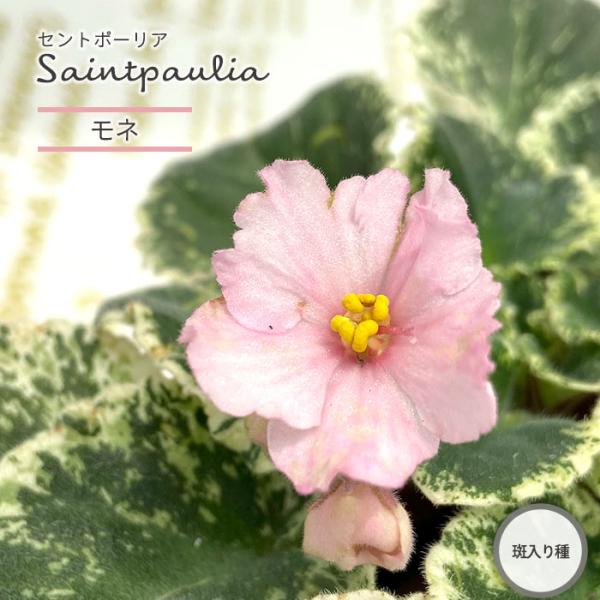 ■特徴お部屋で育てやすいお花「セントポーリア」カーテン越しの光で育てるのが一般的ですが、蛍光灯の光でも育てられるので室内のインテリアグリーンに最適です。セントポーリアのプロから直接仕入れをしてお届けいたします!!■管理方法◆直射日光の当たら...