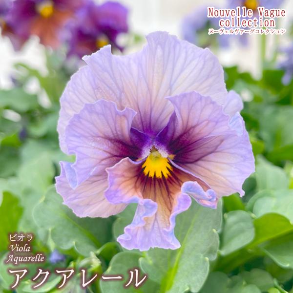 【予約販売】 サトウ園芸さんオリジナル ビオラ ヌーヴェルヴァーグコレクション アクアレール 10.5cmポット 2個セット 花苗 ガーデニング stp 11月下旬以降発送