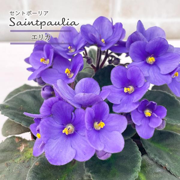 ■特徴お部屋で育てやすいお花「セントポーリア」カーテン越しの光で育てるのが一般的ですが、蛍光灯の光でも育てられるので室内のインテリアグリーンに最適です。セントポーリアのプロから直接仕入れをしてお届けいたします!!■管理方法◆直射日光の当たら...