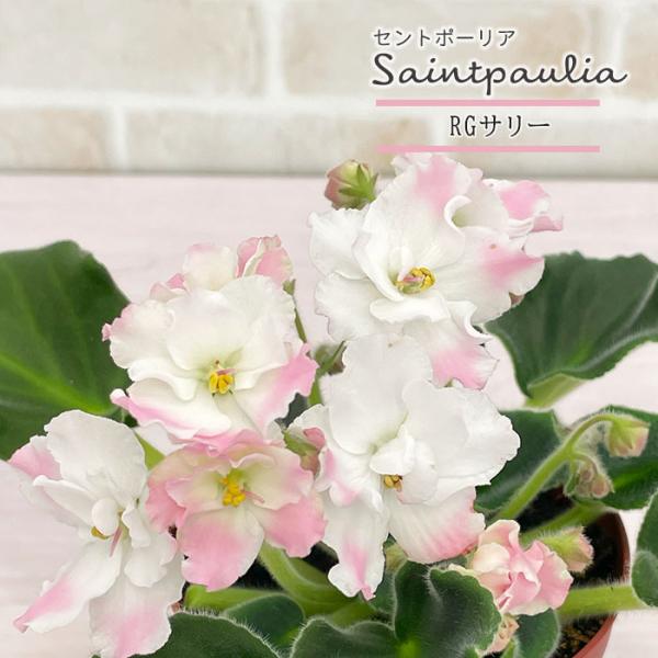 ■特徴お部屋で育てやすいお花「セントポーリア」カーテン越しの光で育てるのが一般的ですが、蛍光灯の光でも育てられるので室内のインテリアグリーンに最適です。セントポーリアのプロから直接仕入れをしてお届けいたします!!■管理方法◆直射日光の当たら...