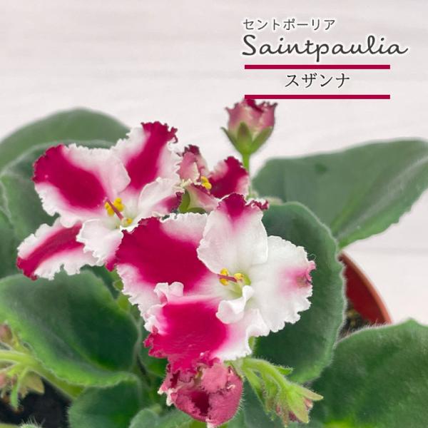 ■特徴お部屋で育てやすいお花「セントポーリア」カーテン越しの光で育てるのが一般的ですが、蛍光灯の光でも育てられるので室内のインテリアグリーンに最適です。セントポーリアのプロから直接仕入れをしてお届けいたします!!■管理方法◆直射日光の当たら...