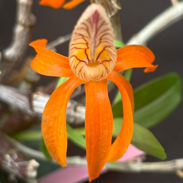 ■特徴Den.unicumラン科・デンドロビウム属原産地：東南アジア開花期：春〜初夏（ファイヤーバードの親）■置き場所夏は半日陰で管理します。温暖で湿った条件を好みます。■水やり植え込み材料が乾いてきたらたっぷり与えてください。冬は乾燥気味...