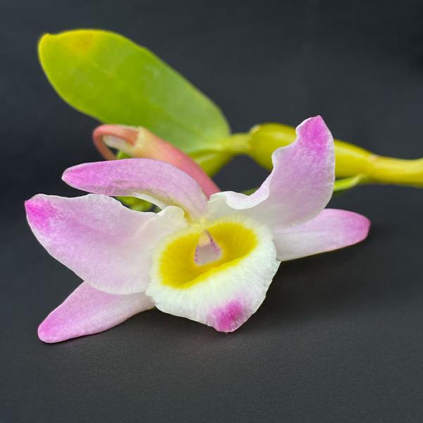 ■特徴Den.findayanumラン科・デンドロビウム属原産地：東南アジア開花期：春〜初夏■置き場所夏は半日陰で管理します。温暖で湿った条件を好みます。■水やり植え込み材料が乾いてきたらたっぷり与えてください。冬は乾燥気味で管理します。■...