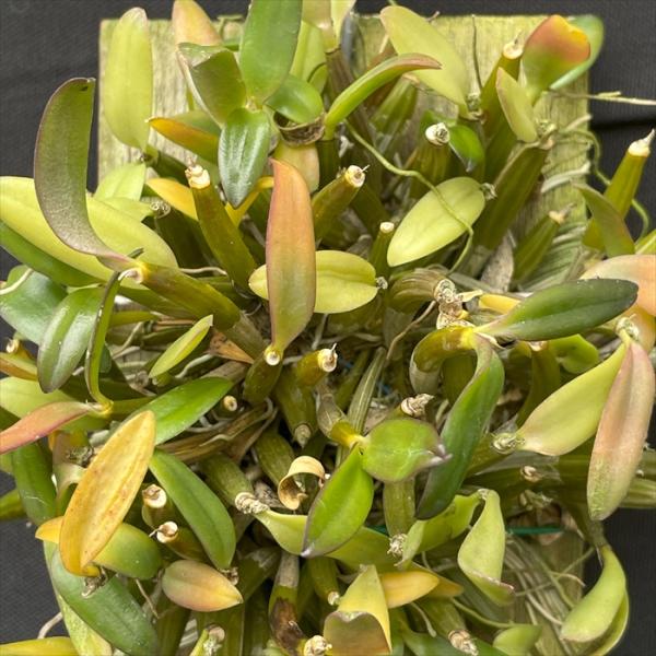 洋ラン【開花見込株】デンドロビウム パシフィラム 板付き 洋ラン