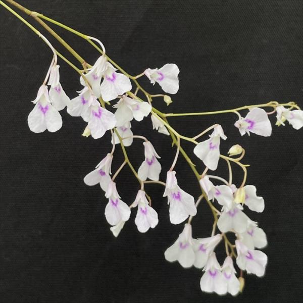 ■特徴Ionopsis utoricularioidesラン科・イオノプシス属原産地：ブラジル・メキシコ南部〜南アメリカ開花期：12月〜3月頃■置き場所明るい半日陰で風通しの良いところで管理します。真夏は直射日光は強すぎるので遮光して管理し...