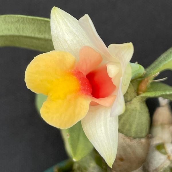 ■特徴Den.bellarulumラン科・デンドロビウム属原産地：東南アジア開花期：2月〜4月頃■置き場所明るい半日陰で風通しの良いところで管理します。■水やり植え込み材料が乾いてきたらたっぷり与えてください。■肥料薄めの液体肥料を施します...