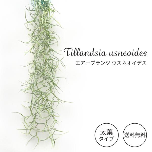 エアープランツ ウスネオイデス ティックリーフ《置き場所》【春・秋】軒下や明るい窓辺のカーテン越し程度の光に当てて管理してください。【夏】高温多湿が苦手なので風通しの良い場所で管理してください。【冬】5℃〜10℃以上の場所で管理してください...