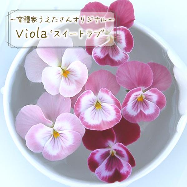 【予約販売】 育種家うえたさんオリジナル ビオラ スイートラブ 10.5cmポット 花苗 ガーデニング uet 11月下旬以降発送