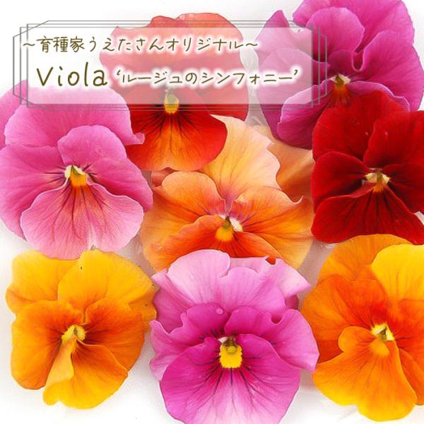 【予約販売】 育種家うえたさんオリジナル ビオラ ルージュのシンフォニー 10.5cmポット 花苗 ガーデニング uet 11月下旬以降発送