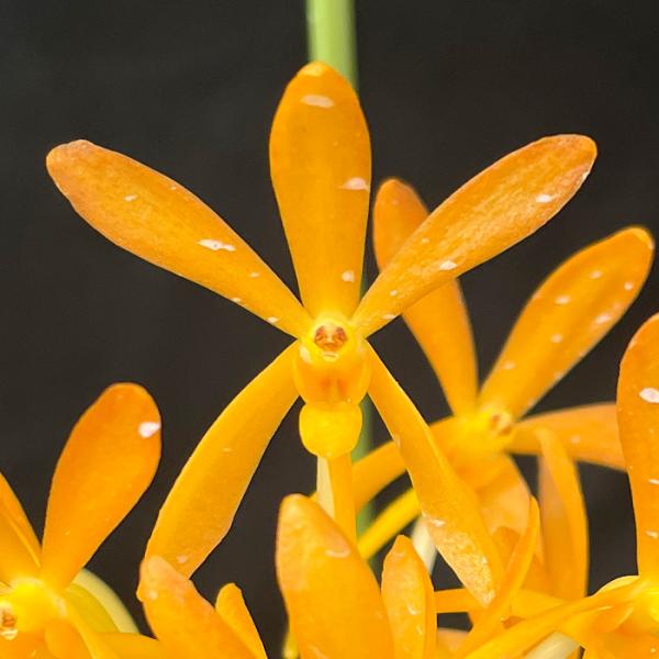 洋ラン【開花見込株】バンダ トゥインクル 吊り 6cmポット 洋蘭