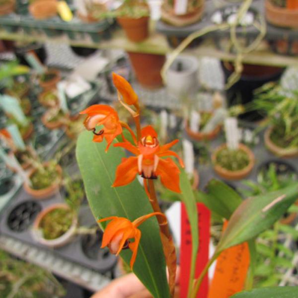 ■特徴Coelogyne ecarinataラン科・セロジネ属小輪。花茎が枯れるまで数年咲き続ける希少種です。開花期：冬咲き■置き場所強い日差しを好まないので年間を通して日よけをしながら風通しの良い場所で管理してください。最低温度10℃■水...