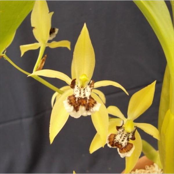 ■特徴Coel.lentiginosaラン科・セロジネ属の多年草。東南アジアに広く分布し、樹上や岩などに着生するランです。海岸線から標高の高い場所等、広い地域に分布します。鮮やかなイエローの花。開花期：冬咲き■置き場所1年を通して日当たりの...