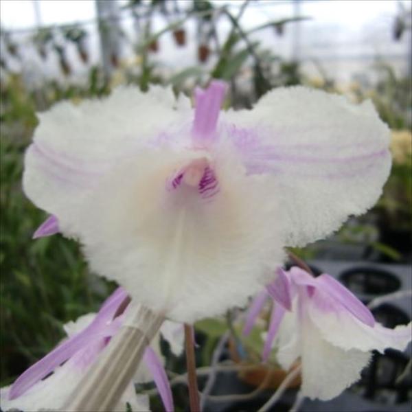 ■特徴Den.pierardii 'shinning pink'リップがペタル化した３弁花開花期：春咲き■置き場所強い日差しを好まないので年間を通して日よけをしながら風通しの良い場所で管理してください。最低温度10℃■水やり植え込み材料が乾...