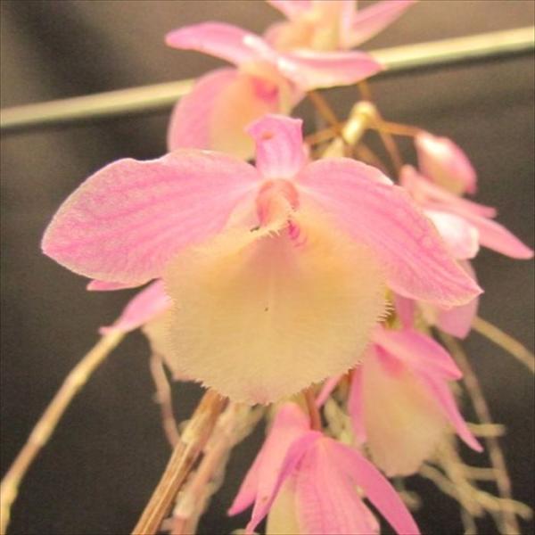 ■特徴Den.pioraldii(aphyllum)'hadano pink'初心者向けの育てやすい品種開花期：春咲き■置き場所強い日差しを好まないので年間を通して日よけをしながら風通しの良い場所で管理してください。最低温度10℃■水やり植...