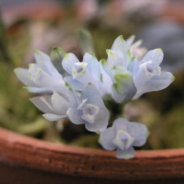 予約販売】 洋ラン【開花見込株】デンドロビウム リューコシアナム