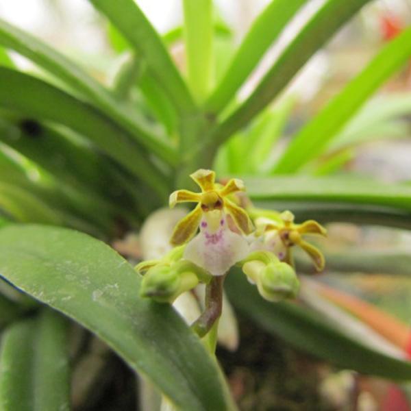 ■特徴Trichoglottis trifloraラン科・トリコグロティス属非常に小型の原種。バンダに似たモノポーリアル（一本立ち）で上に伸びるタイプ。葉は厚みがあり、肉厚で光沢のある緑色。開花期：不定期咲き■置き場所強い日差しを好まないの...