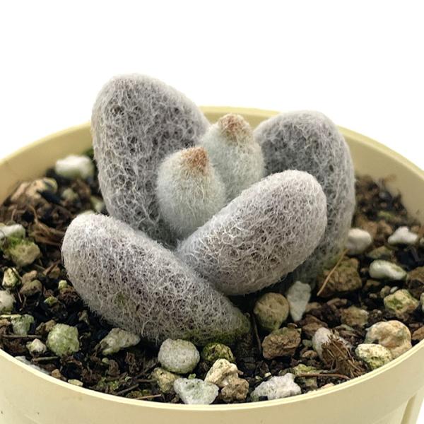 latestplants2019_l251210001