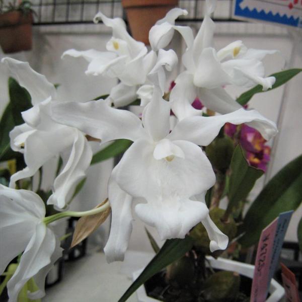 ■特徴Coel.cristata fam.alba ’Pure White’ラン科・セロジネ属の多年草。東南アジアに広く分布し、樹上や岩などに着生するランです。海岸線から標高の高い場所等、広い地域に分布します。日本大賞受賞花。開花期：冬咲き...