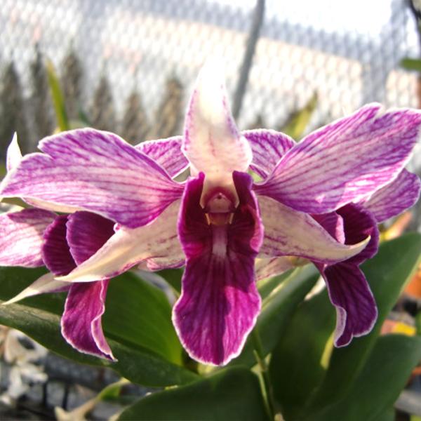 ■特徴非常に花持ちの良い品種です。■置き場所強い日差しを好まないので年間を通して日よけをしながら風通しの良い場所で管理してください。最低温度10℃■水やり植え込み材料が乾いてきたらたっぷり与えてください。■肥料薄めの液体肥料を施します。■サ...